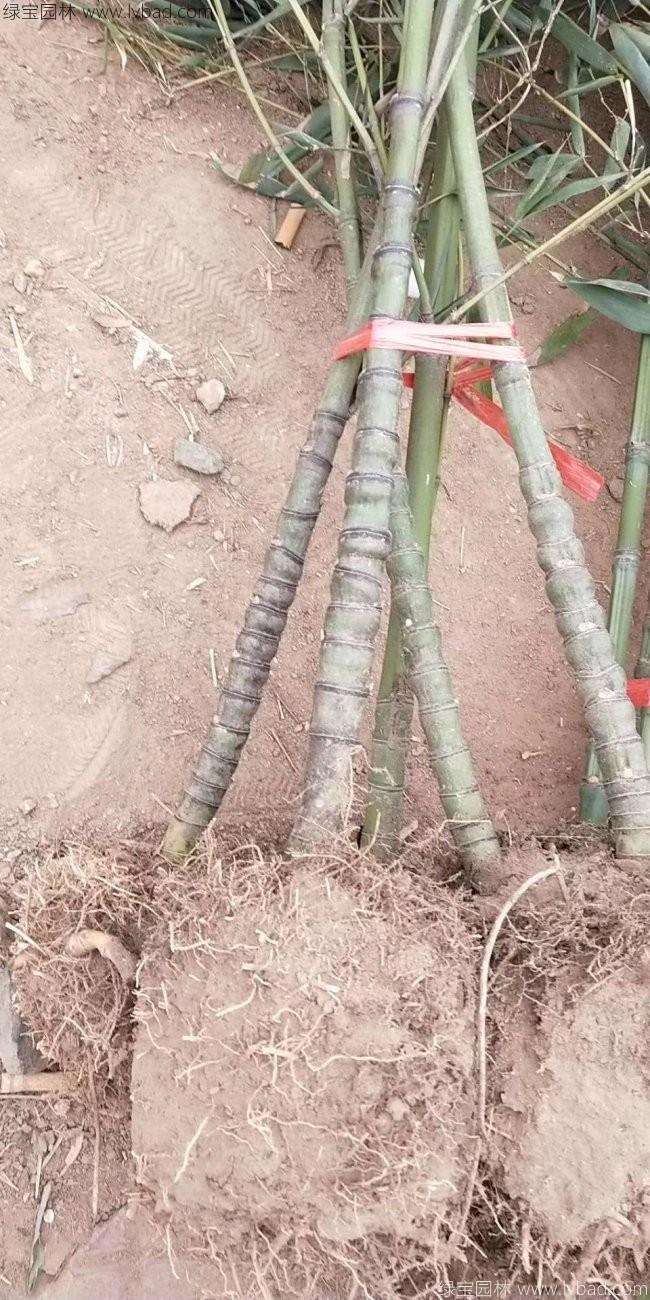 罗汉竹
