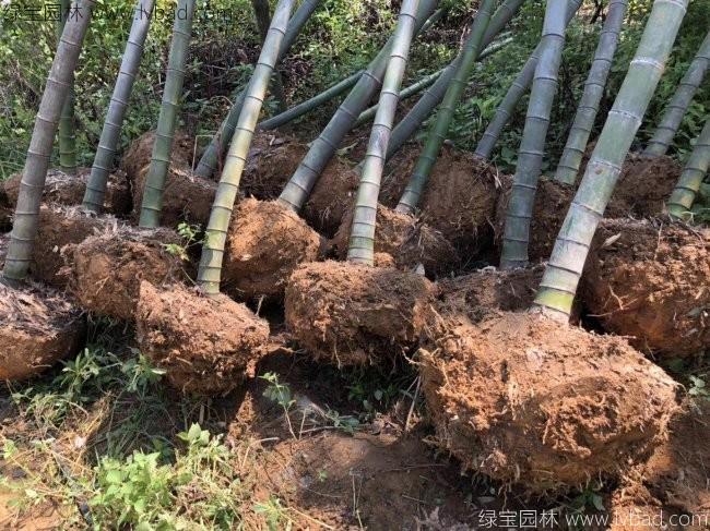 罗汉竹