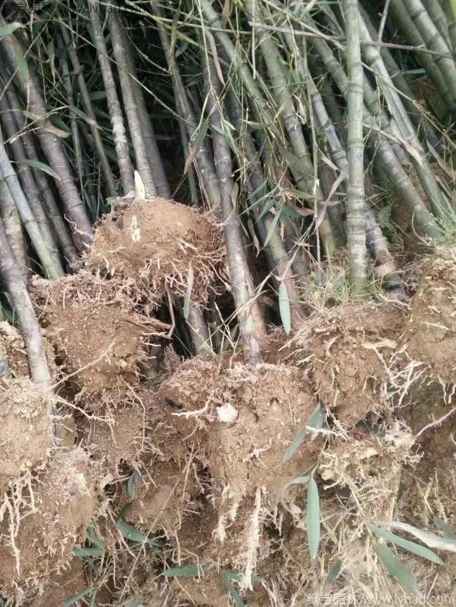 罗汉竹
