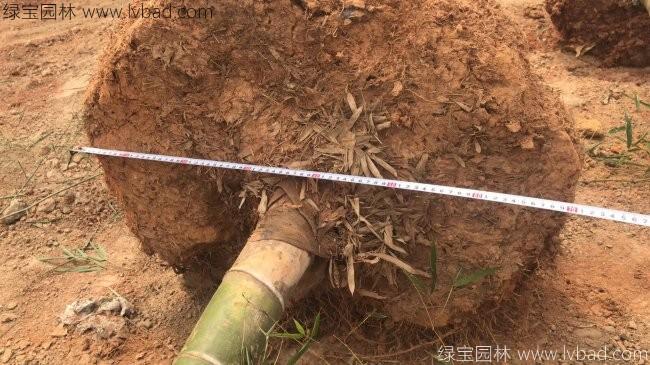 罗汉竹