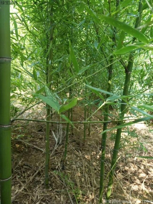 罗汉竹