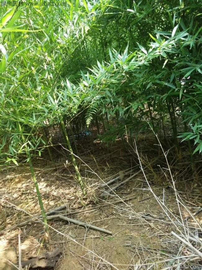 罗汉竹