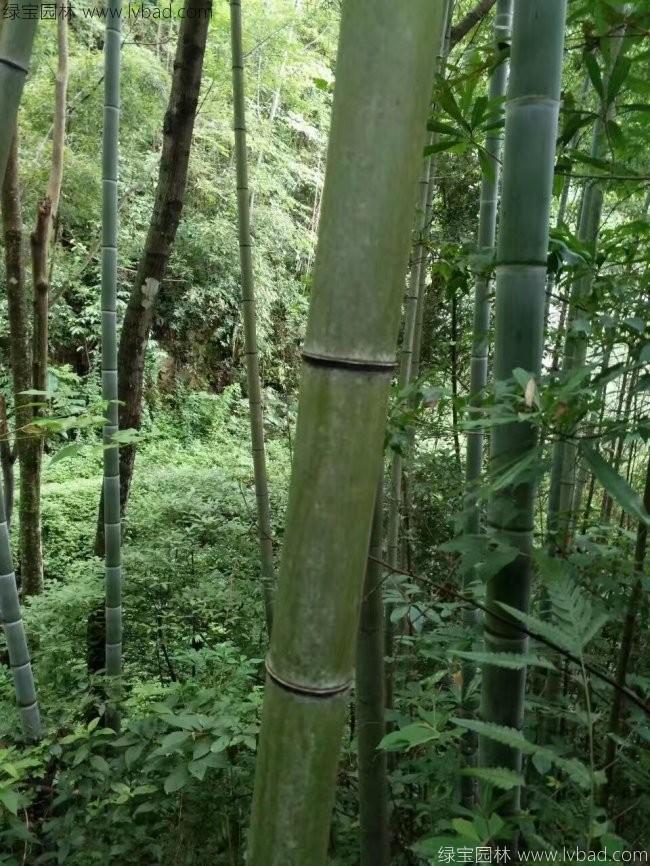 楠竹
