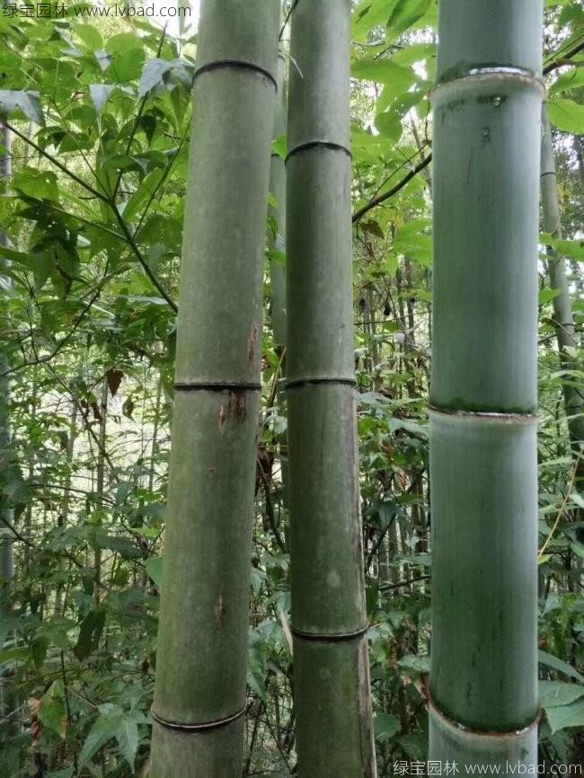 楠竹