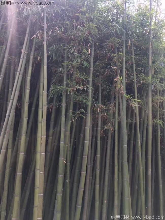 楠竹