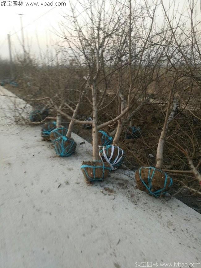 桃树