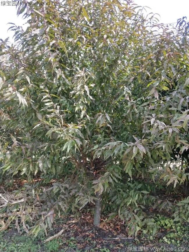 红花碧桃