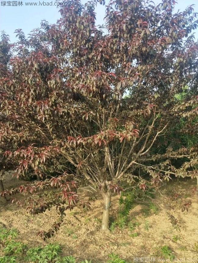 红花碧桃