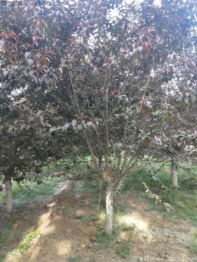 红花碧桃