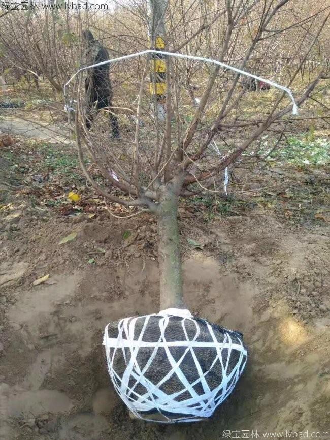 红花碧桃