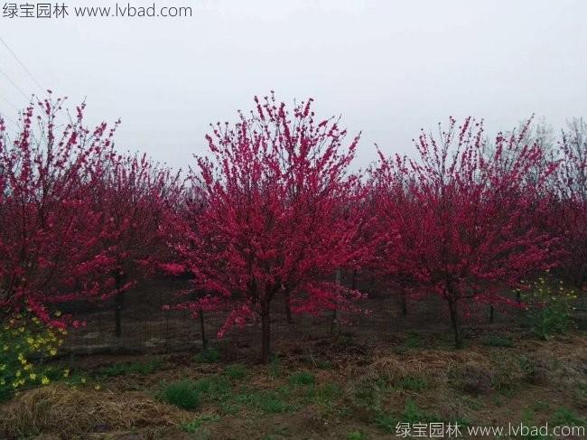 红花碧桃