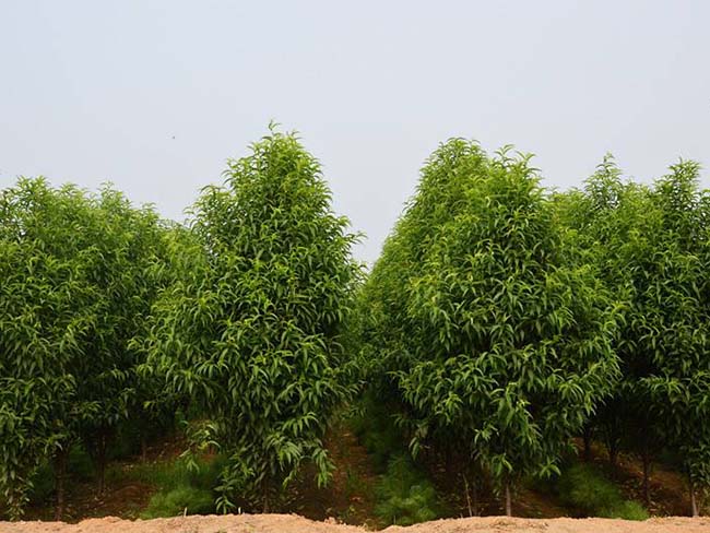 龙柱<a href='https://www.lvbad.com/xiaoqiaomu/3537.html' target='_blank'>碧桃</a>