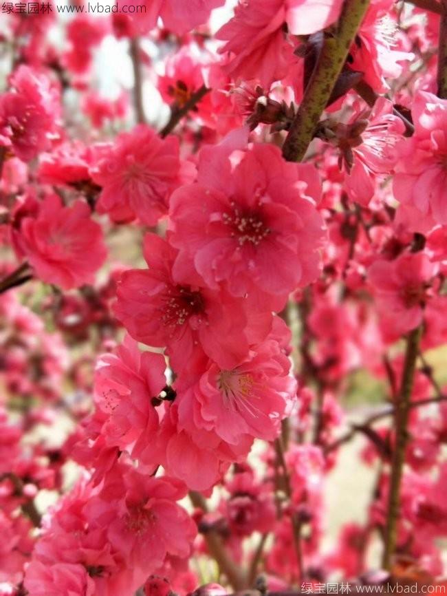 <a href='https://www.lvbad.com/xiaoqiaomu/3554.html' target='_blank'>龙柱碧桃</a>