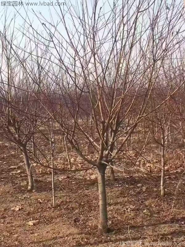 红叶碧桃