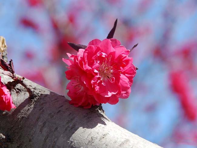 紫叶<a href='https://www.lvbad.com/xiaoqiaomu/3537.html' target='_blank'>碧桃</a>