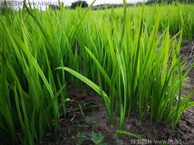 水<a href='https://www.lvbad.com/caohuazhongzi/1029.html' target='_blank'>菖蒲</a>