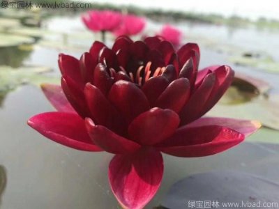 荷花种苗