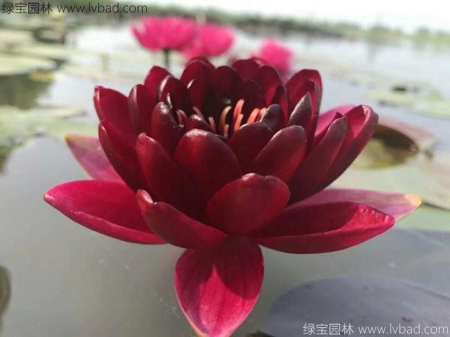 <a href='https://www.lvbad.com/shuishengshuicao/3439.html' target='_blank'>荷花种苗</a>