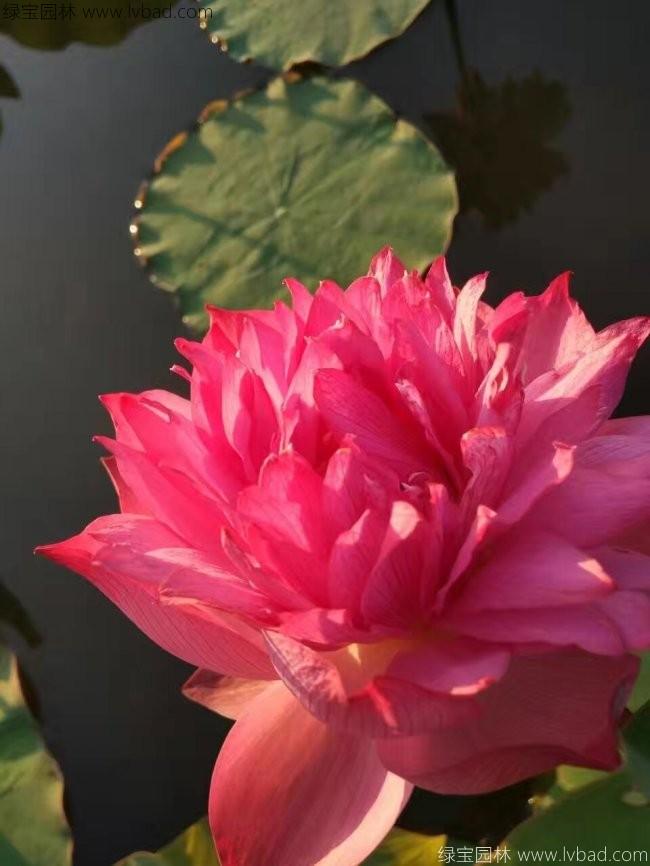 红色荷花种苗