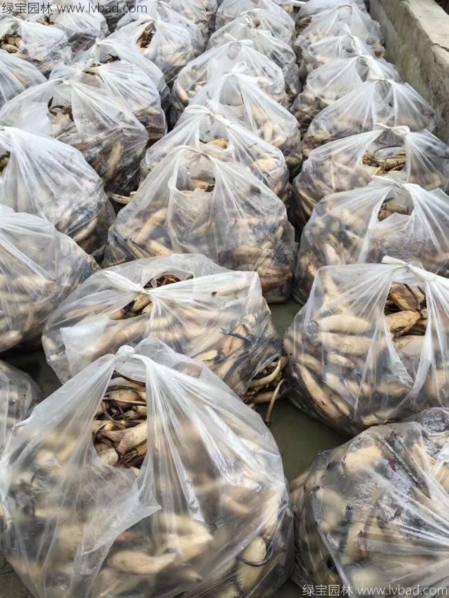 荷花种苗