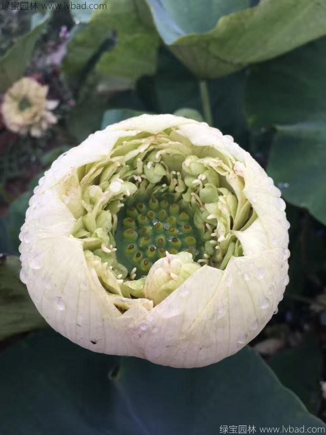 白色荷花种苗