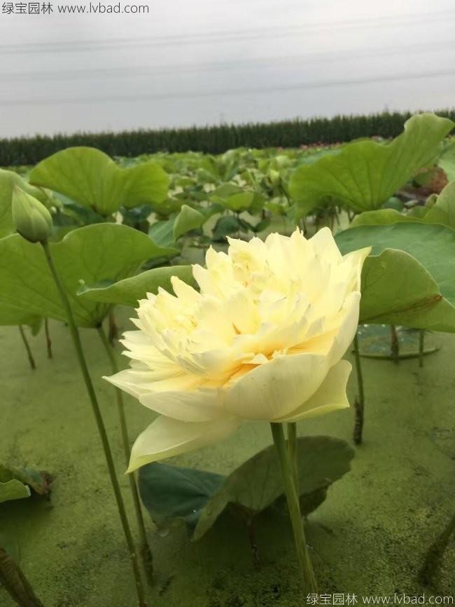 绿色荷花种苗