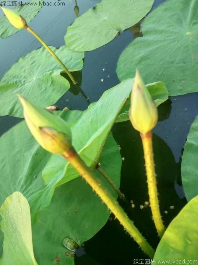 白色荷花种苗