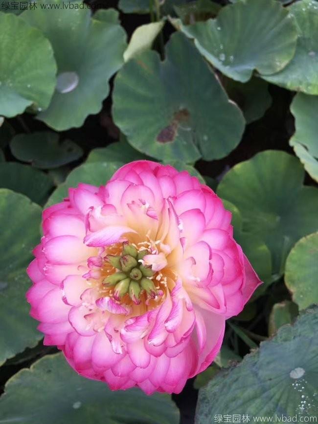 莲花荷花种苗