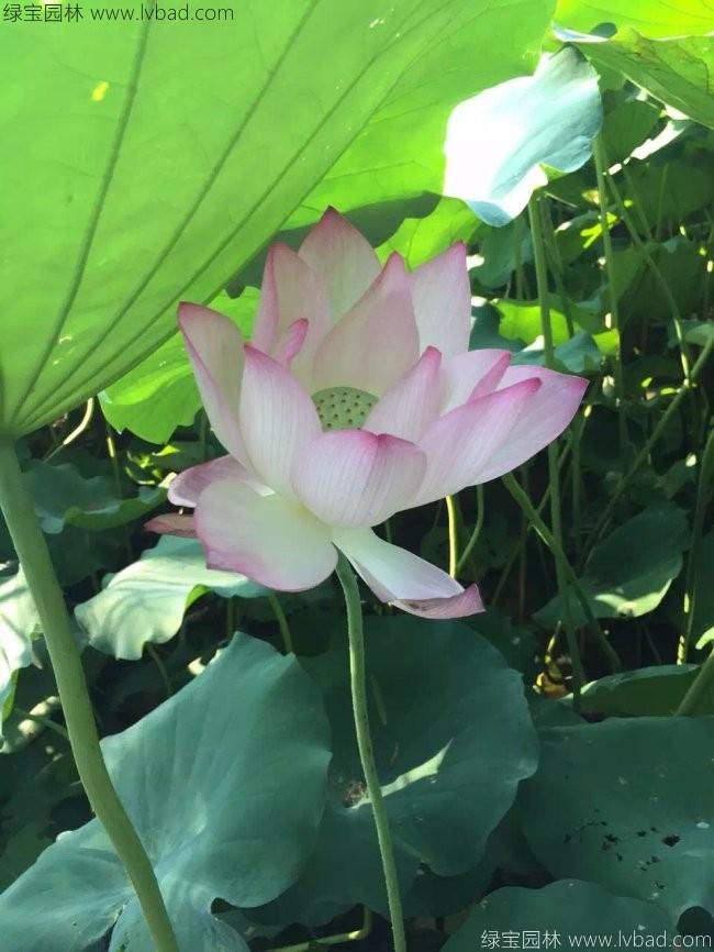 莲花荷花种苗