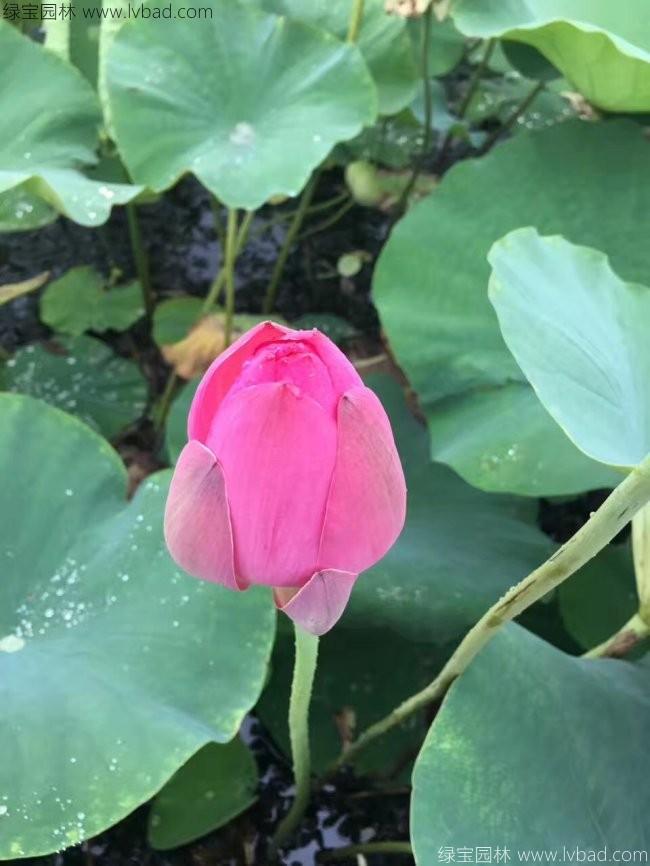 莲花荷花种苗