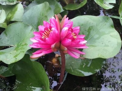睡莲