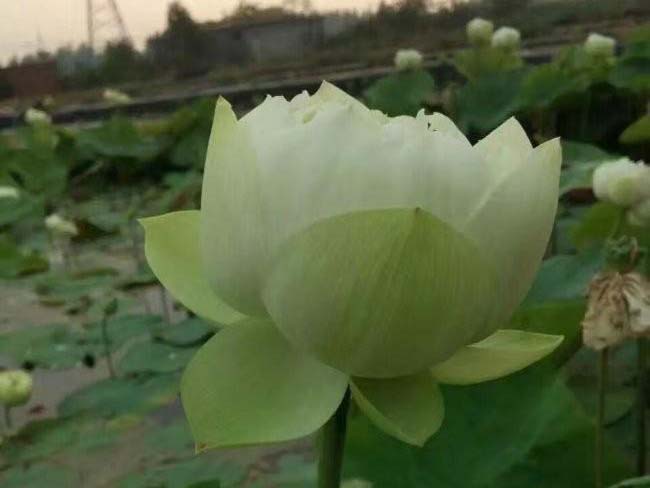 <a href='https://www.lvbad.com/shuishengshuicao/5941.html' target='_blank'>莲藕苗</a>