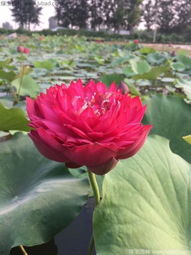 莲藕苗