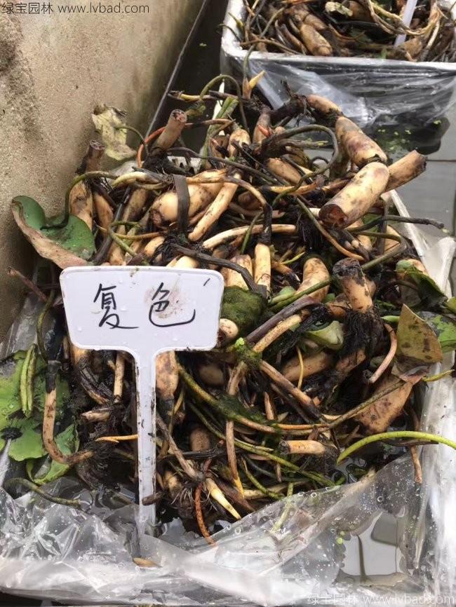 莲藕苗
