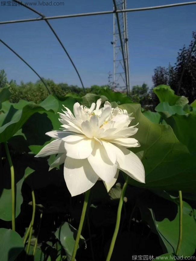 莲藕苗