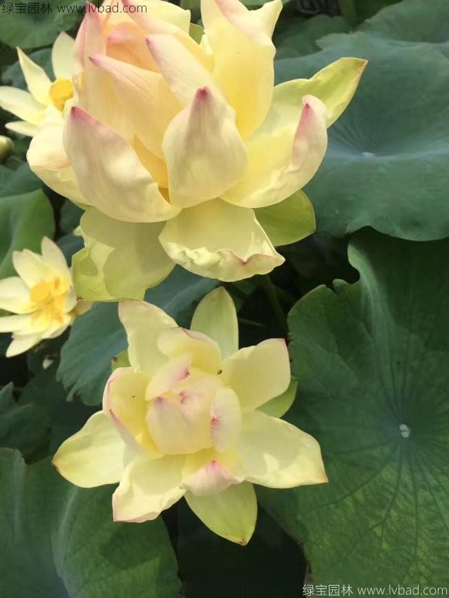 莲藕苗