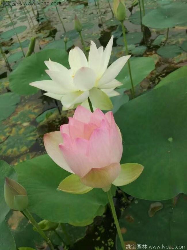 莲藕苗
