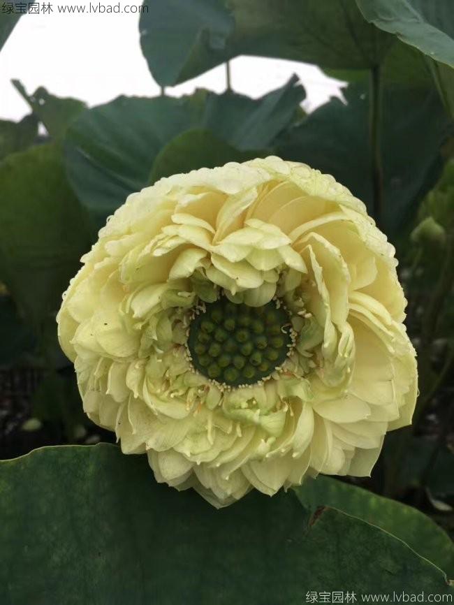 莲藕苗