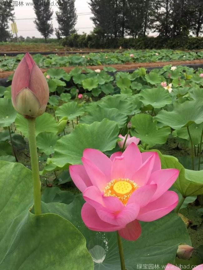 莲藕苗