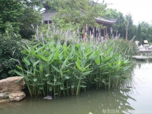 再力花