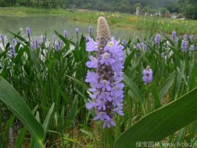 梭鱼草