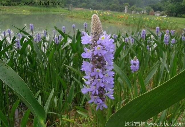 梭鱼草