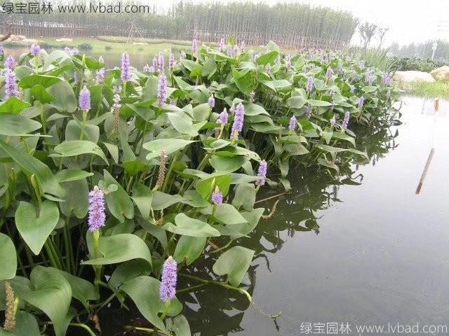 梭鱼草