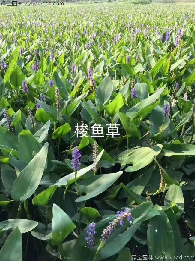 梭鱼草