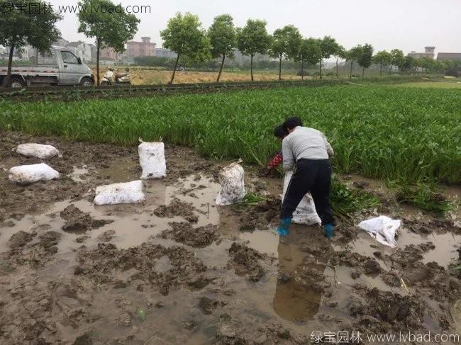 梭鱼草