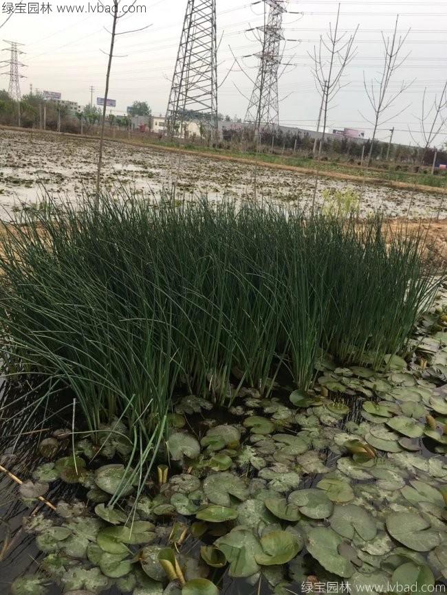 水葱
