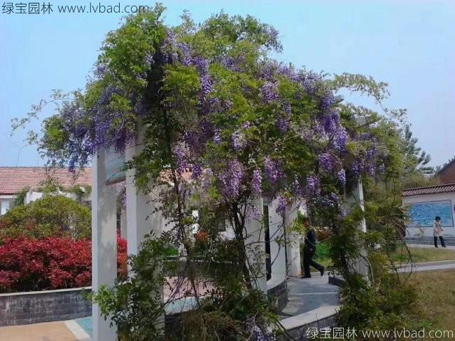 <a href='https://www.lvbad.com/tengbenpanyuanzhiwu/3418.html' target='_blank'>紫藤花</a>