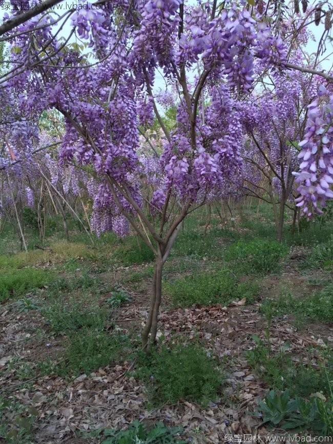 <a href='https://www.lvbad.com/tengbenpanyuanzhiwu/3418.html' target='_blank'>紫藤花</a>