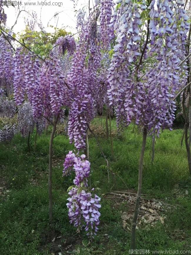 <a href='https://www.lvbad.com/tengbenpanyuanzhiwu/3418.html' target='_blank'>紫藤花</a>