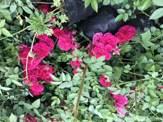 蔷薇花